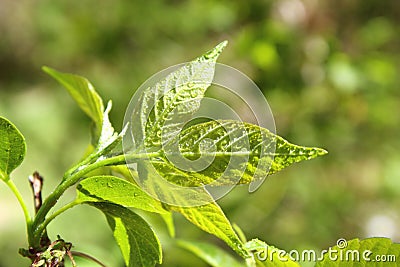 Delicate spring beautiful green leaves in drops of Ð²ÑƒÑ† on a branch close-up, with beautiful blur and bokeh. Stock Photo